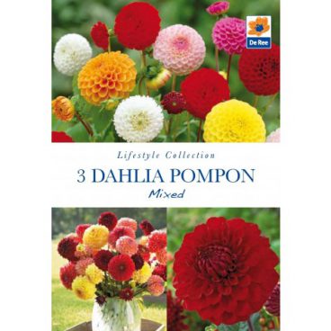 Flower Bulbs – Dahlia Pompon – 3pk