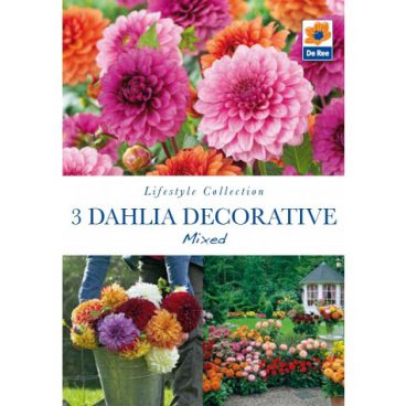 Flower Bulbs – Dahlia Decorative Mix – 3pk