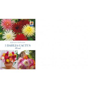 Flower Bulb – Dahlia Cactus Mix – 3pk