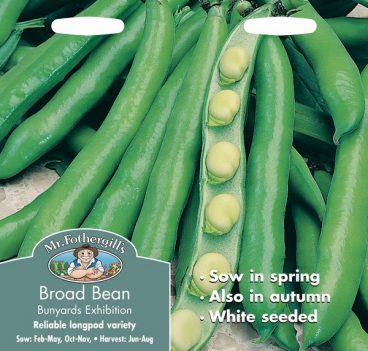 SEEDS – BROAD BEAN – BUNYARDS EXHIBITION