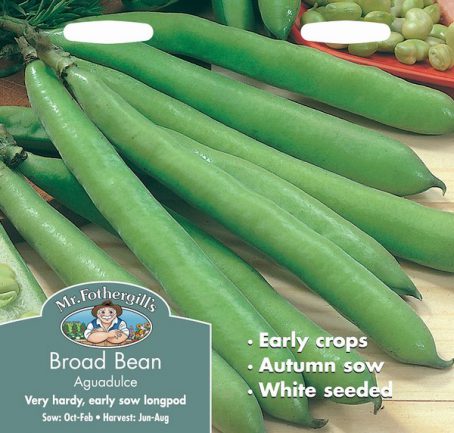 SEEDS - BRAOD BEAN - AGUADULCE