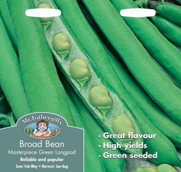 SEEDS – BROAD BEAN – MASTERPIECE GREEN LONGPOD