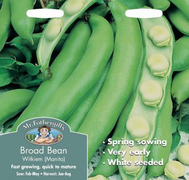 SEEDS – BROAD BEAN – WITKIEM MANITA