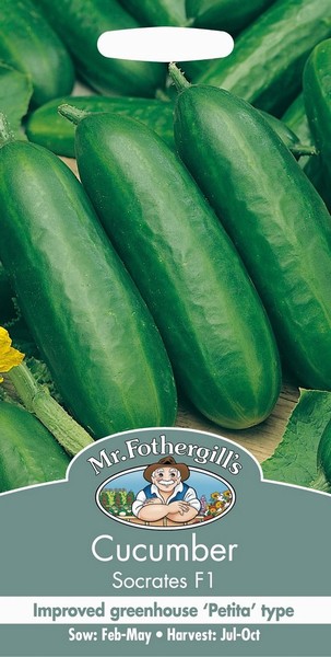 SEEDS – CUCUMBER – SOCRETES F1