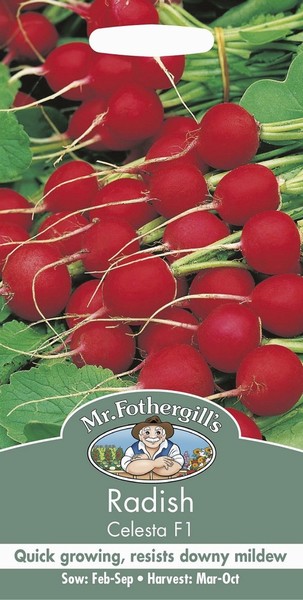 SEEDS – RADISH – CELESTA F1