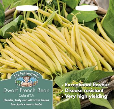 SEEDS – DWARF FRENCH BEAN – CALA D’OR