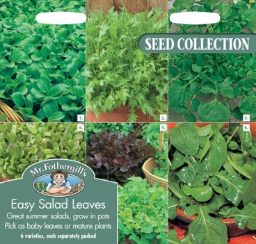 SEEDS – COLLECTIONS EASY SALAD LEAVES