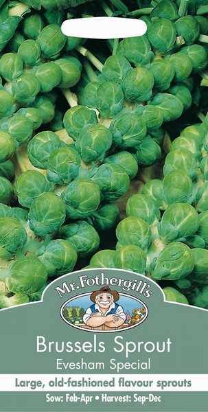 SEEDS – BRUSSELS SPROUT – EVESHAM SPECIAL