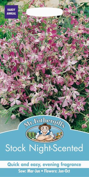 SEEDS – STOCK – NIGHT SCENTED