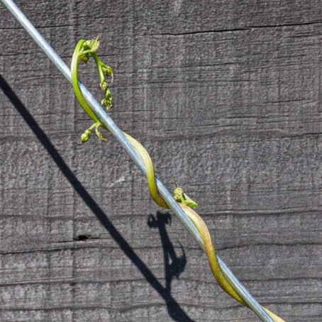 GARDEN WIRE GALV 3MM X 20M - Image 2