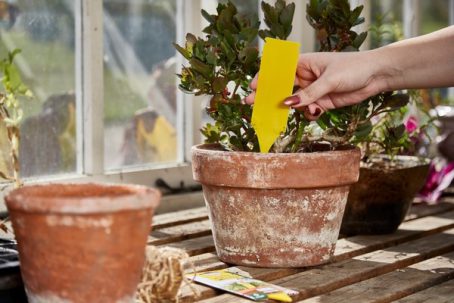 Zero In Pot Plant Bug Traps 5 Pack - Image 2