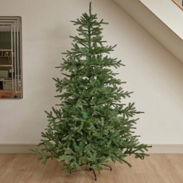 6ft King Conifer