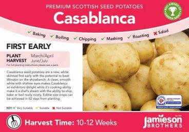 Seed Potatoes – First Early – Casablanca 2kg